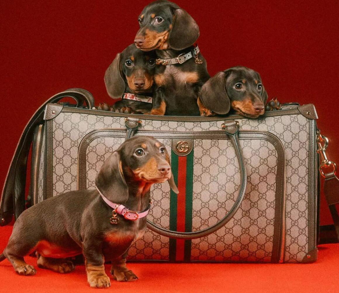 optie druiven Woordenlijst Gucci just released a collection of pet clothing and accessories